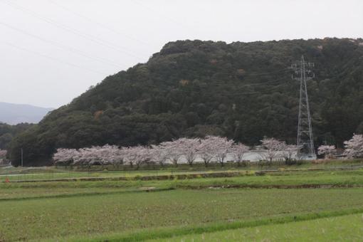 桜 田んぼ 桜 田んぼの写真
