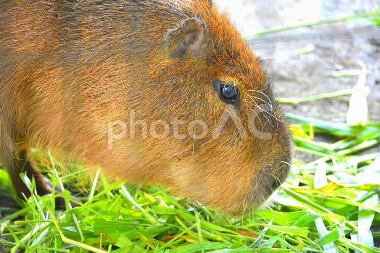 エサを食べるカピバラ エサを食べるカピバラ,カピバラ,エサの写真素材