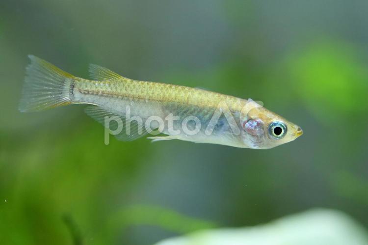 メダカ 魚,メダカ,水中の写真素材