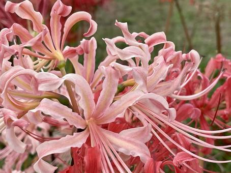 彼岸花 曼珠沙華 彼岸花 曼珠沙華 彼岸花,淡いピンク色,赤の写真素材