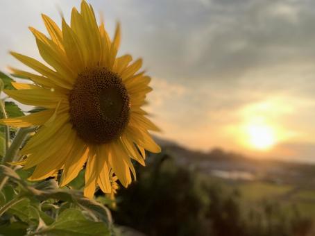 向日葵　ひまわり 向日葵,ひまわり,夕焼けの写真素材