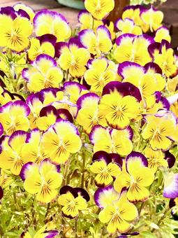 花 花の写真