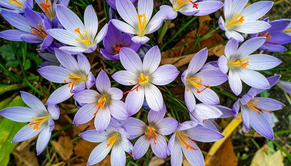 秋の花 サフラン 10月 11月 秋の花 サフラン 10月 11月の写真