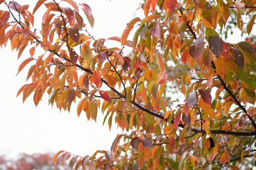 紅葉　葉 紅葉,秋,東京の写真素材