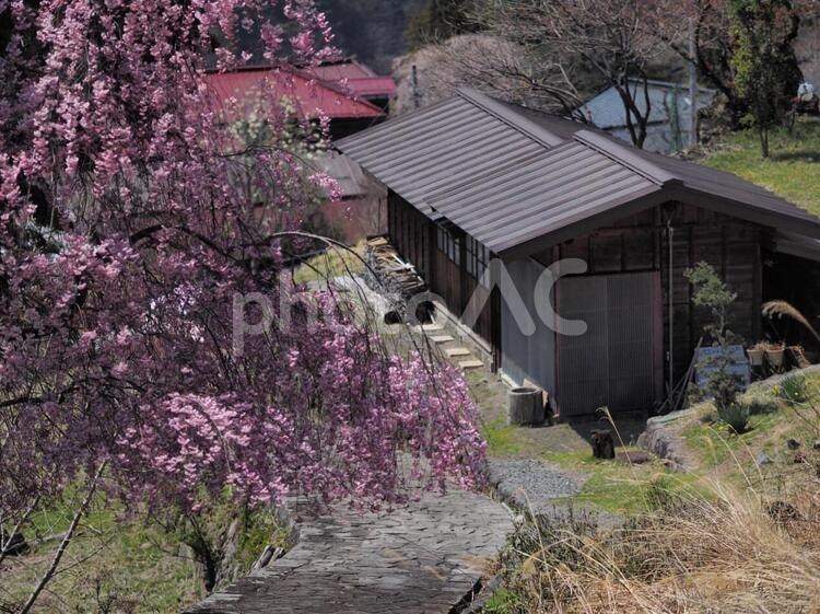 桜と石畳 桜,石畳,町並みの写真素材