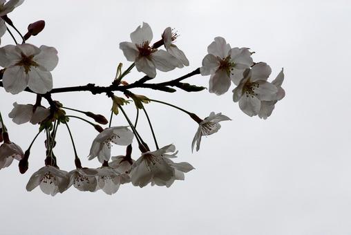 桜 桜の写真