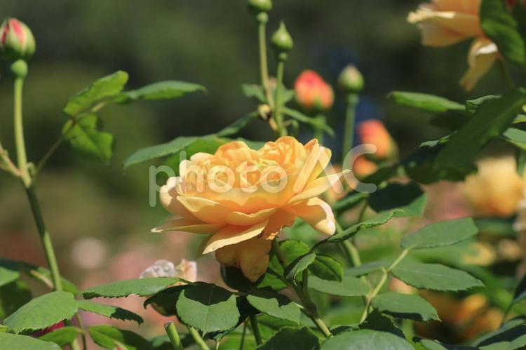 鮮やかなバラ 薔薇,バラ,花の写真素材