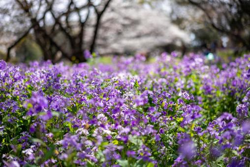 春の紫花畑 ムラサキハナナ,オオアラセイトウ,花畑の写真素材