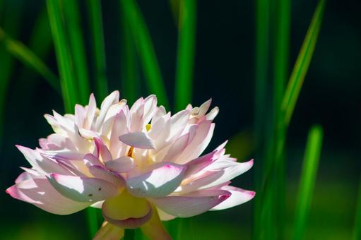蓮の花のアップ 蓮の花のアップ 蓮,花,植物の写真素材