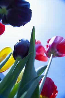 チューリップの写真