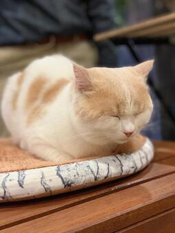 寝ている猫 寝ている猫の写真