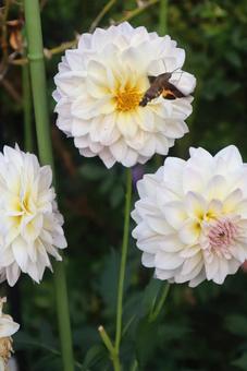 秋を生きるの写真