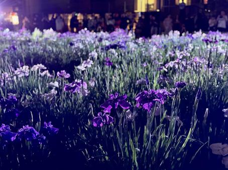 Horikiri Iris Garden at night Illuminated irises, JPG