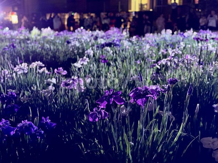 夜の堀切菖蒲園　ライトアップされる花菖蒲 堀切菖蒲園,5月,菖蒲の写真素材