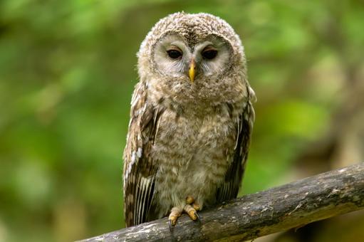Photo, owl, ezo owl, young bird, 