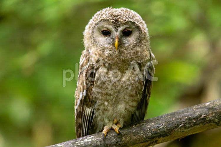 フクロウの幼鳥（エゾフクロウ） フクロウ,エゾフクロウ,幼鳥の写真素材