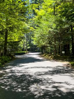 木漏れ日の道|夏の軽井沢散歩 木漏れ日の道|夏の軽井沢散歩の写真