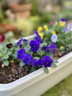プランターに植えたビオラ(ぼかし背景) ビオラ,花苗,ガーデニングの写真素材