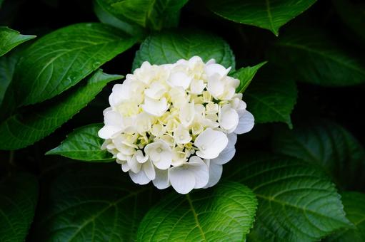 紫陽花 紫陽花の写真