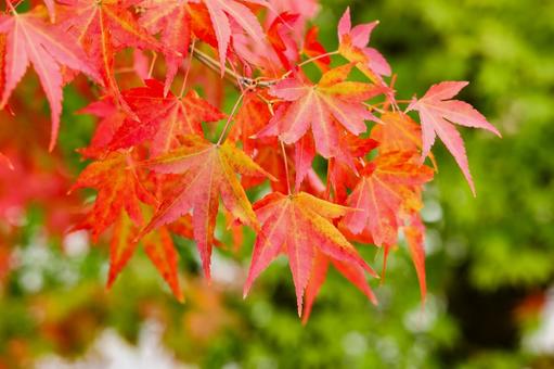 紅葉したもみじ　クローズアップ 紅葉,もみじ,モミジの写真素材