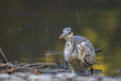 水辺のアオサギ 水辺のアオサギの写真