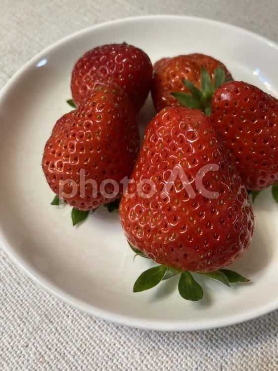 とりたてのイチゴ イチゴ,苺,いちごの写真素材