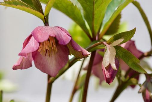 クリスマスローズ 雪起こし,春,3月の写真素材
