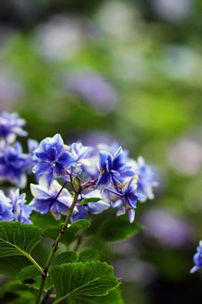Hydrangea, JPG