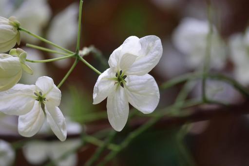 白い花びらのカッシアの花のアップ 白い,花びら,カッシアの写真素材