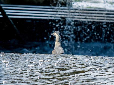 水辺のササゴイ ササゴイ,サギ,野鳥の写真素材