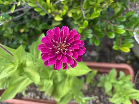 Zinnia, JPG