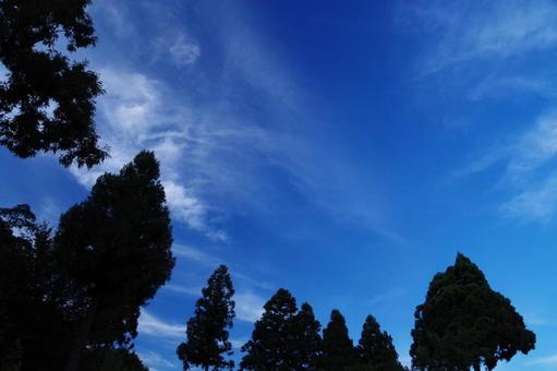空と木 空と木の写真