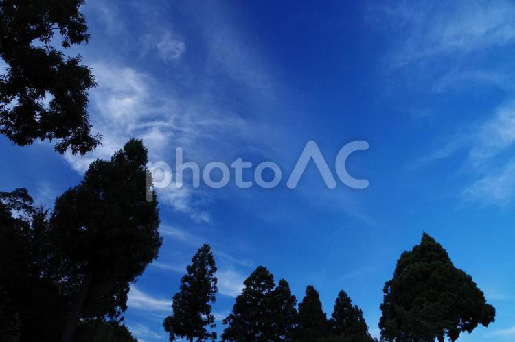 空と木 余白,スペース,素材の写真素材