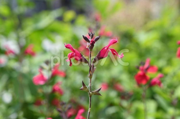 初夏のサルビアの赤い花 サルビア,花,風景の写真素材