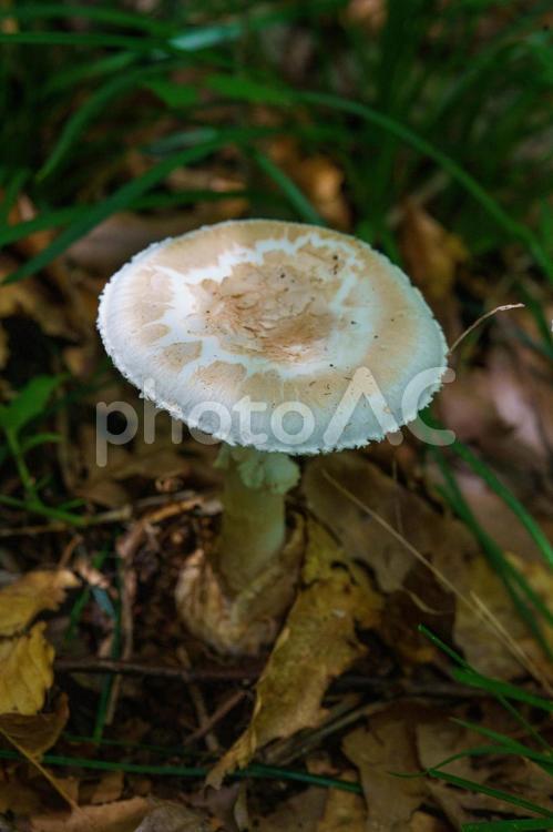 木陰の枯葉の中から生えた白いキノコ 茸,秋,自然の写真素材