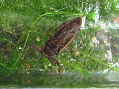 タガメ3 タガメ3の写真