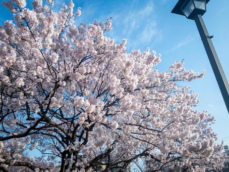 桜 桜の写真