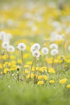 タンポポの綿毛と黄色いタンポポ タンポポの綿毛と黄色いタンポポ タンポポ,花,たんぽぽの写真素材