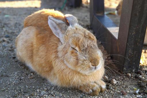 広島県大久野島で眠るウサギ5 うさぎ,睡眠,寝るの写真素材