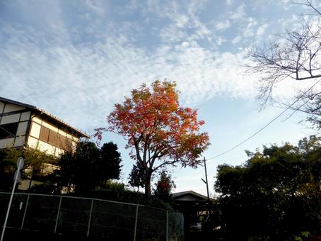 紅葉した一本の木と秋の空 紅葉,木,樹木の写真素材