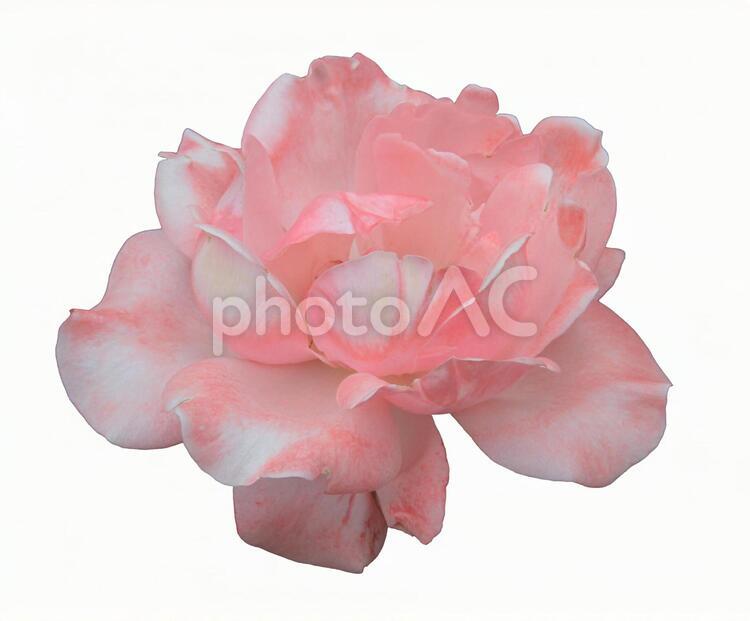 切り抜き写真素材　エレガントなバラの花 20-105 【PSDは背景透過】 バラ,薔薇,バラの花の写真素材