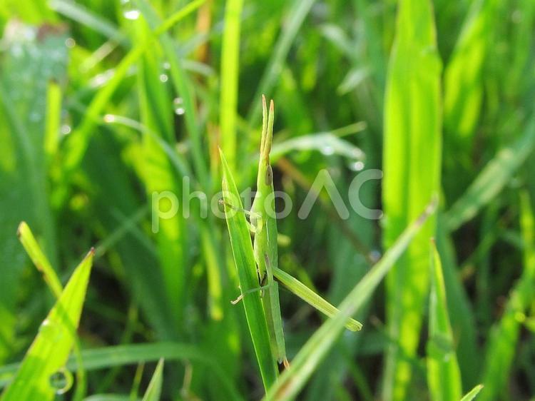 ショウリョウバッタと緑葉の風景 バッタ,昆虫,緑色の写真素材