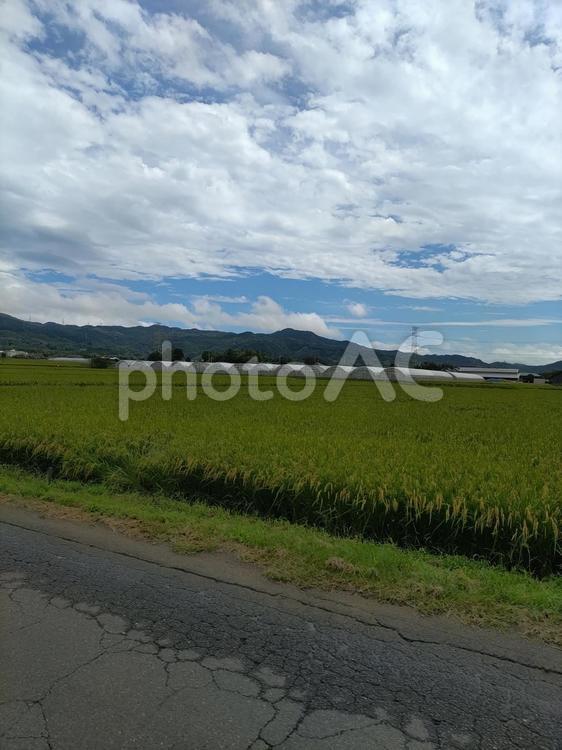 稲穂とビニールハウス 風景,自然,空の写真素材