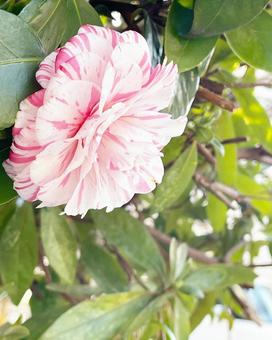斑入り椿の蕾 斑入り椿の蕾 椿,ツバキ,厚葉木の写真素材