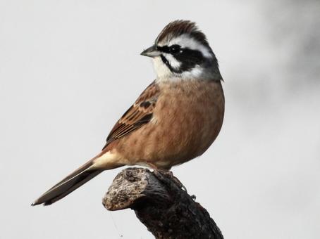 棒の上にとまるホオジロ 鳥,野鳥,ホオジロの写真素材
