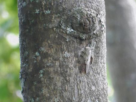 【昆虫写真】ニイニイゼミ 【昆虫写真】ニイニイゼミの写真