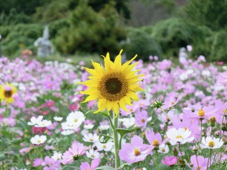 ヒマワリのクローズアップと満開のコスモス ヒマワリ,ひまわり,向日葵の写真素材