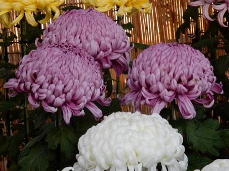 【風景写真】福山菊花展覧会の風景 キク,菊,菊花展の写真素材