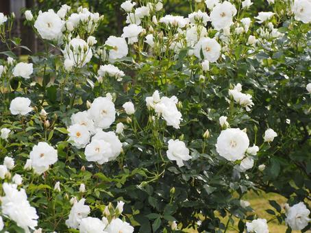 白いバラ　アイスバーグ⑭ バラ,薔薇,花の写真素材