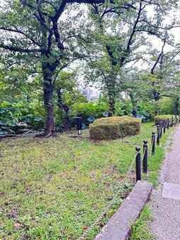上野公園 東京都台東上野 上野公園 東京都台東上野 公園,公共,上野公園の写真素材